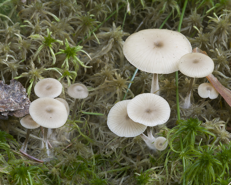 Tephrocybe palustris